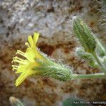 Hieracium horridum Flower