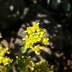Alyssum bertolonii Λουλούδι