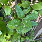 Cassine papillosa Leaf