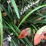 Ophiopogon jaburan Blüte