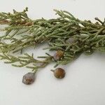 Juniperus phoenicea Fruit