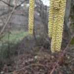 Corylus avellana Frutto