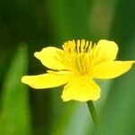 Ranunculus flammula 花
