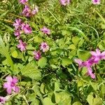 Oxalis articulata Агульны выгляд