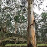 Eucalyptus globulus Blatt
