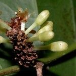 Smilax domingensis Fruto