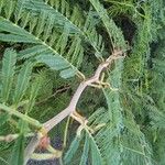 Vachellia macracantha 樹皮