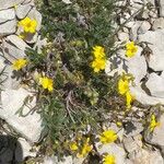 Helianthemum oelandicum Habitat