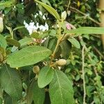 Lagunaria patersonia ᱥᱟᱠᱟᱢ