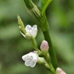 Persicaria hydropiper Květ