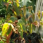 Begonia melanosticta Habit