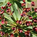 Euphorbia atropurpurea Blüte