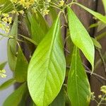 Phoebe sheareri Leaf
