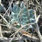 Dudleya pulverulenta Leaf