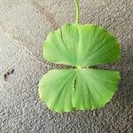 Marsilea quadrifolia Likasa