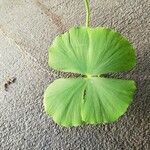 Marsilea quadrifolia Blatt