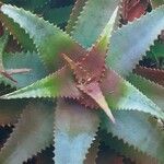 Aloe elgonica Hoja