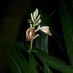 Alpinia galanga Fleur