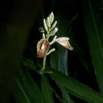 Alpinia galanga Blüte