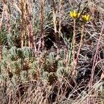 Petrosedum montanum Leaf