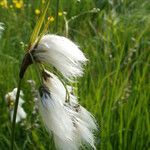 Eriophorum latifolium 花