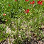 Adonis flammea Habit