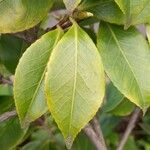 Camellia japonica Blad