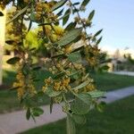 Azara dentata Цвят