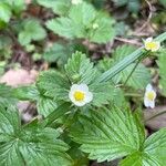 Fragaria viridisFuelha