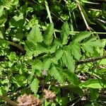 Oenanthe sarmentosa Leaf
