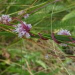 Cuscuta europaea 树皮