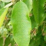 Croton gratissimus Leaf