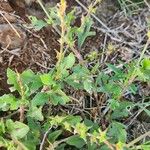 Oxygonum sinuatum Leaf