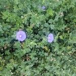 Convolvulus sabatiusKwiat