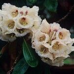 Rhododendron arizelum Flower