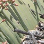 Welwitschia mirabilis Blatt