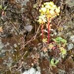 Aeonium spathulatum Kvet
