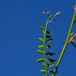 Vicia eriocarpa Deilen