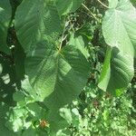 Clerodendrum buchananii Leaf