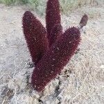 Cynomorium coccineum Fiore