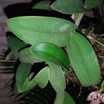 Cattleya nobilior Leaf
