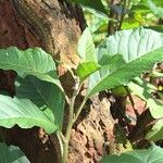 Gymnanthemum amygdalinum Blatt
