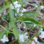 Galium palustre Hoja