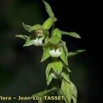 Epipactis phyllanthes Květ