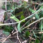 Silene uniflora Blad