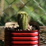 Echinocereus pectinatus Leaf