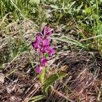 Orchis mascula Hábito