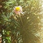 Argyranthemum frutescensFlower