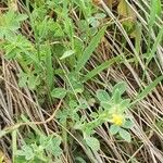 Medicago minima পাতা