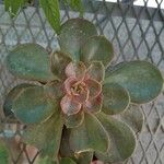 Echeveria gibbiflora List